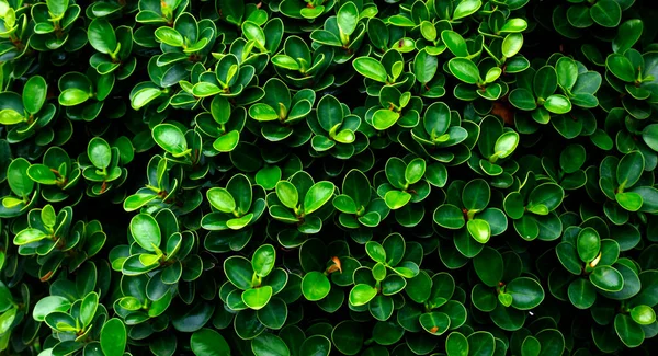 Koyu Yeşil Yaprak Tasarım Doğası — Stok fotoğraf