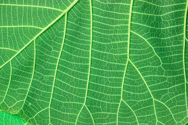 green leaf pattern background nature texture green leaves for background