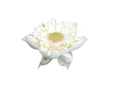 white lotus flower isolated on a white background