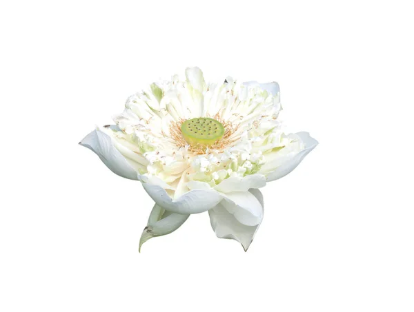 White Lotus Flower Isolated White Background — Stock fotografie