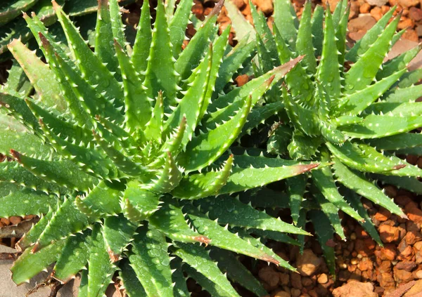 Aloe Vera Medicinal Plant Heals Burns — 图库照片