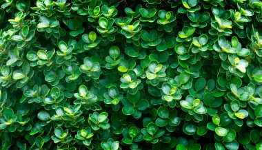 dark green leaves nature background