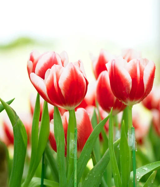 Tulpaner Blommor Röd Natur Bakgrund — Stockfoto