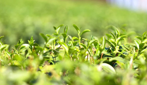 Zelený Čaj Opustí Jídlo Pití — Stock fotografie