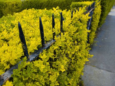 Evin yakınındaki metal bir çitin üzerinde beyaz cilt bakımı olan tüylü yasemin çalıları..