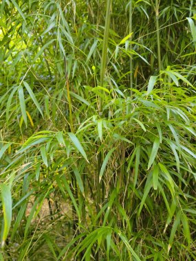 Katı bambu çalılıkları. Sazlık ve bambu duvarı.