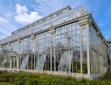 Palm trees growing in huge greenhouse. Exotic thermophilic trees and plants under a roof. Botanical garden