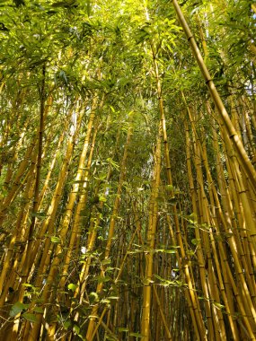 Katı bambu çalılıkları. Sazlık ve bambu duvarı.