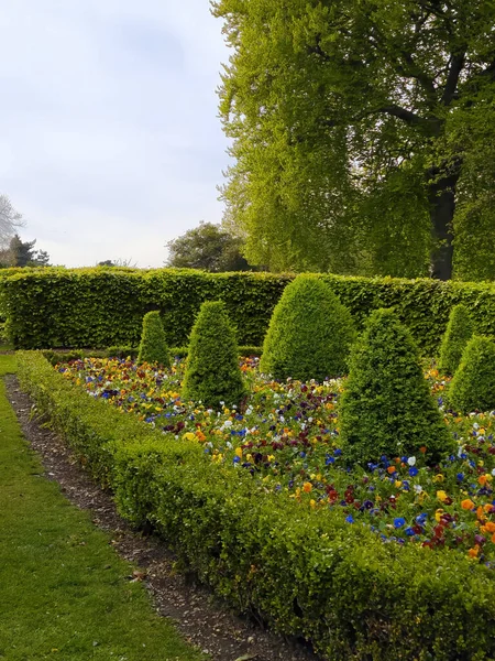 Park Alley Trimmed Trees Bushes — 스톡 사진