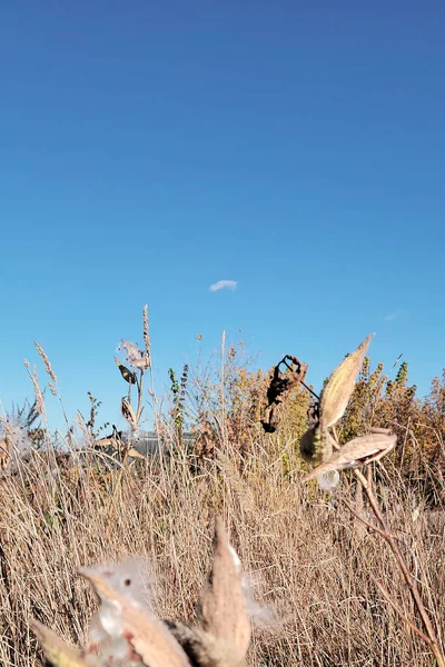 Pampas Grass Blue Sky Clouds Sunny Day Landscape Dried Reeds — Stockfoto