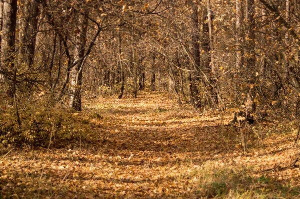 Ekim 'de sonbahar ormanı