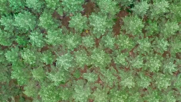Drone panorama delle cime dei pini — Video Stock