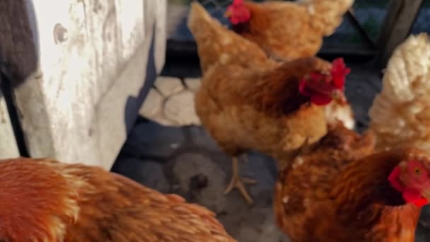 Bäuerliche Aufnahme mit roten Hühnern, die über den Hof laufen. Zeitlupe. — Stockvideo