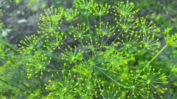Dill bloeiwijze: home tuin greens. Dill kruid. — Stockvideo