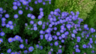 Yeşil bir çiçek yatağında mavi papatyalar ve asterlar: kıvrımlı yavaş çekim.