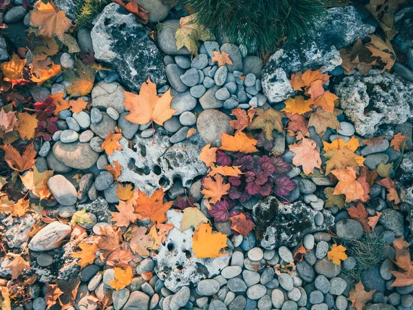 Yellow bright autumn leaves on blue pebbles in a flower bed