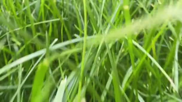Textur von grünem Gras auf dem Rasen — Stockvideo