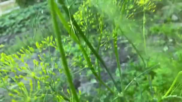 Суцвіття: домашня садова зелень. Діл Спайс . — стокове відео