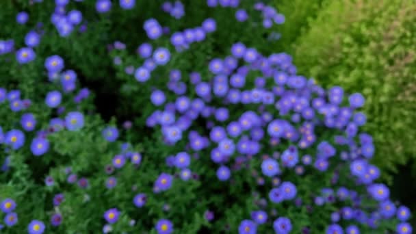 Marguerites violettes et asters sur un lit de fleurs vert : plan au ralenti avec torsion. — Video