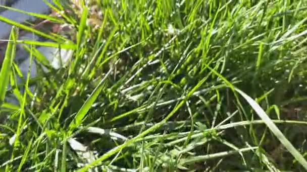 Camera vlucht over groen gras - lage hoek, slow motion. — Stockvideo