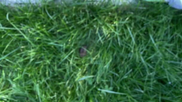 Собачьи какашки в зеленой траве на газоне — стоковое видео