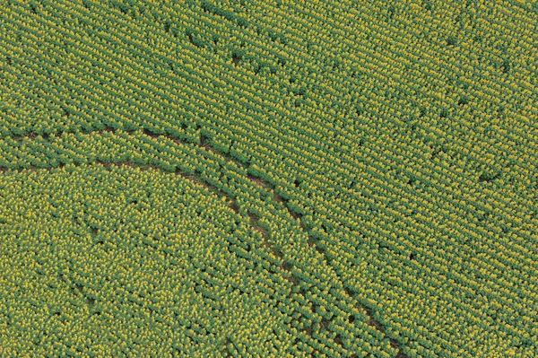 Girasoles florecientes en el campo con rastros de una combinación - plano aéreo — Foto de Stock