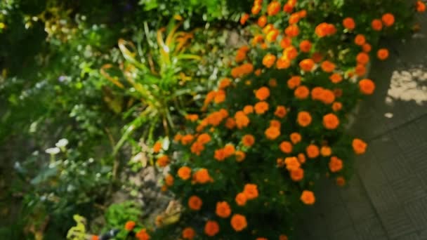 Orange tagetes patula pe un pat de flori, împușcat cu răsucire și focalizare selectivă — Videoclip de stoc