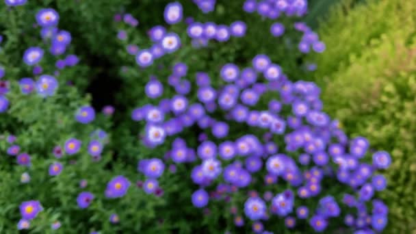 Margaridas roxas no canteiro de flores: tiro em câmera lenta com torção e reverso desfoco. — Vídeo de Stock