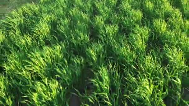 Green barley sprouts sway in the wind — Stock Video