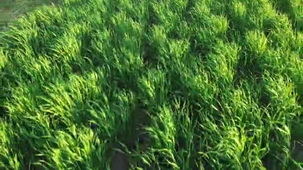 Groene gerstspruiten zwaaien in de wind — Stockvideo