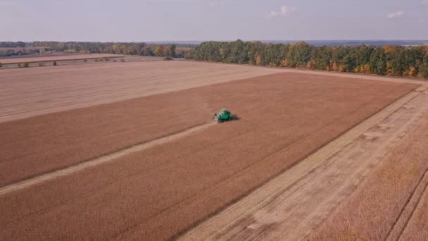 Verde autónomo Combinar cosechas de maíz amarillo en el otoño — Vídeos de Stock