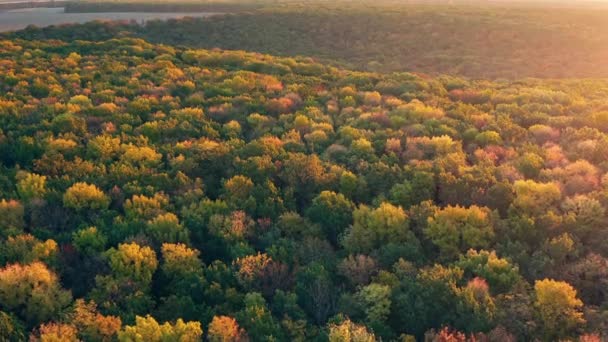 Лісовий пейзаж в осінній день - повітряний безпілотник — стокове відео