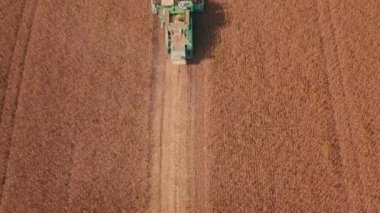 Yeşil Otonom Sonbaharda sarı mısırı hasat eder