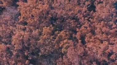 Sabahları alçak irtifada sonbahar parkında uçan insansız uçak.