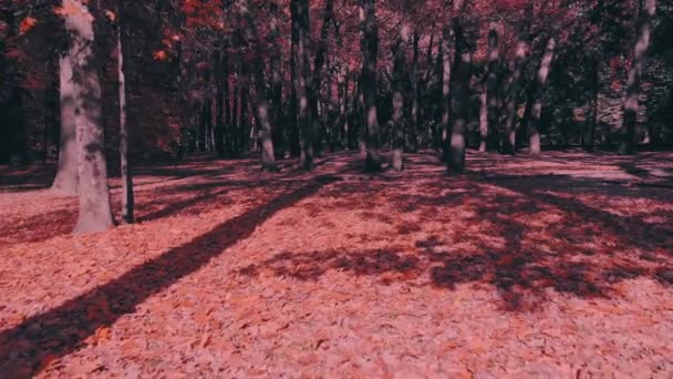 Беспилотник летит через лес Вудленд с оранжевыми и красными листьями клена. — стоковое видео