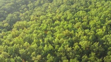 Kalın yeşil yaprak döken orman: Hava aracı panoramik çekim.
