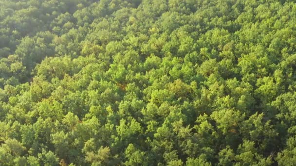 Floresta decídua natural verde espesso: Drone aéreo tiro panorâmico. — Vídeo de Stock