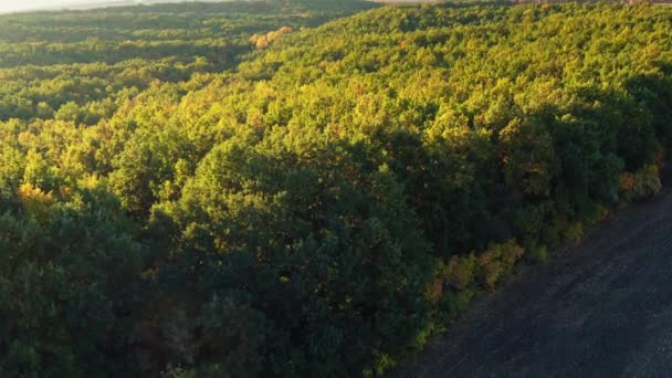 Густой зеленый естественный лиственный лес: Панорамный снимок с беспилотника на краю леса — стоковое видео