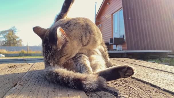 Cinza em lavagens com a língua e a pata de gato, deitado em tábuas de madeira — Vídeo de Stock