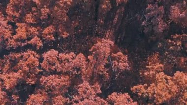 Bir sonbahar sabahı ağaç dalları üzerinde sarı yapraklarla İHA uçuşu