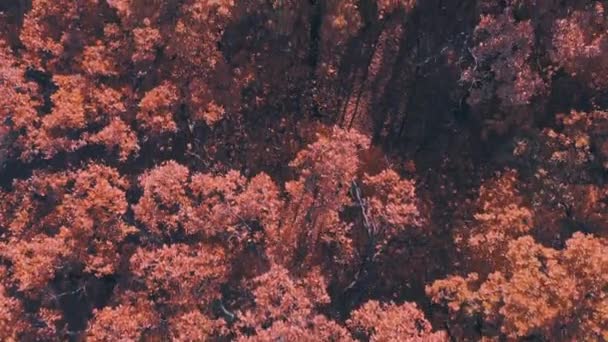 Drone flight over tree branches with yellow leaves on an autumn morning — Stock Video