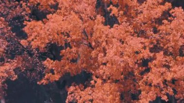 Sonbahar sarı yaprakları sabah doğal parkında: İHA atışı
