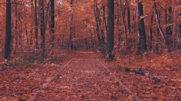 Прогулка по осенним деревьям в желтом лесу с падающими желтыми листьями — стоковое видео