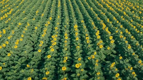 Tarım tarlasında sarı ayçiçekleri açıyor. — Stok video