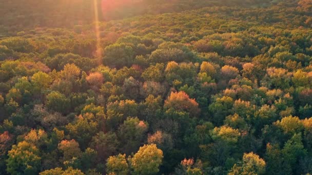 Повітряний постріл безпілотника Осінній сезон Кольори осіннього лісу на світанку — стокове відео