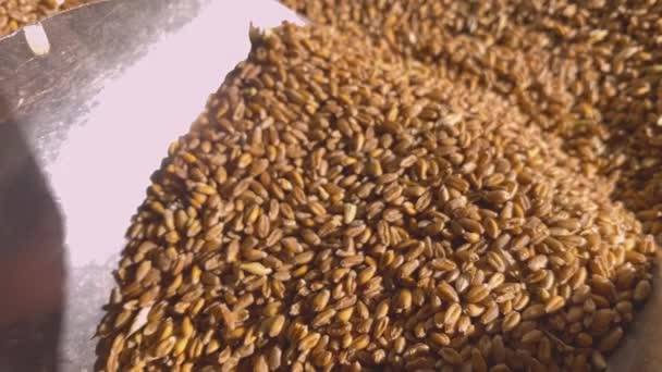 Celá semena pšenice padají do sudu s obilím. — Stock video