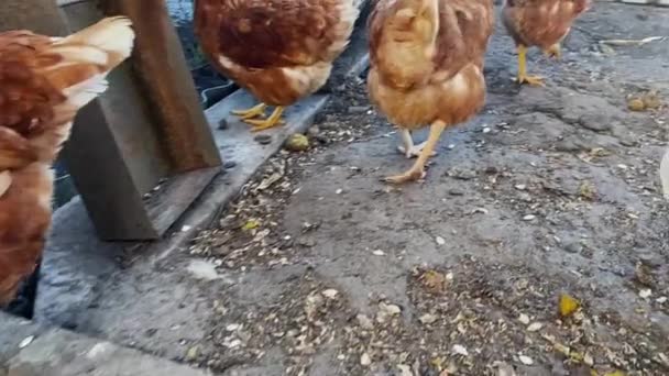 Domestic brown hens in the backyard: wide shot, low angle, slow motion — Stock Video