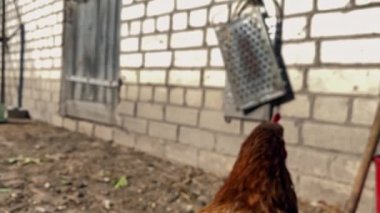 Arka bahçede yerli kahverengi tavuklar: geniş açı, düşük açı, yavaş çekim