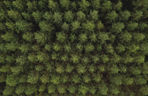 Texture of the trees in the green forest: tops trees, view from directly above. — Stock Photo, Image