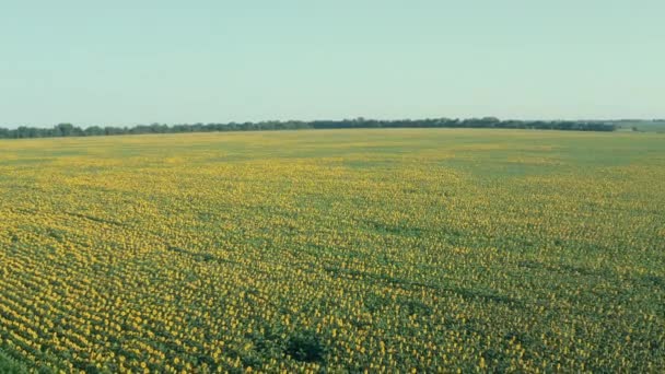 Girasoles de floración amarilla en un campo de agricultores: tiro aéreo con drones — Vídeos de Stock